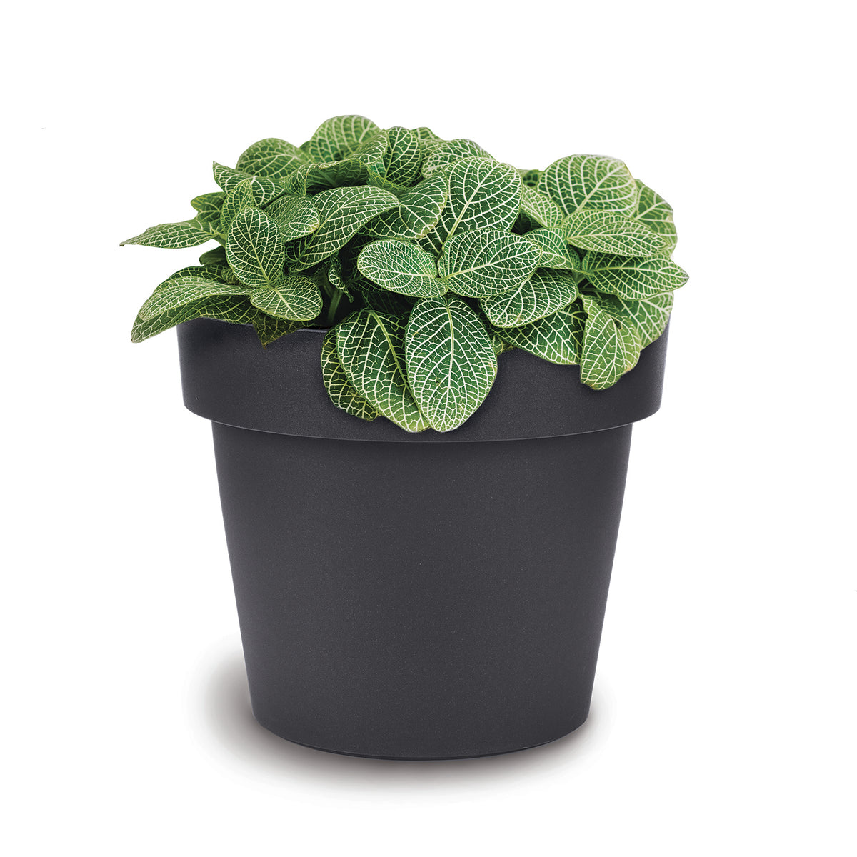Formplastic Roma Vaso Antracite 37 Cm – Design Moderno E Resistente Per Le Tue Piante - 2