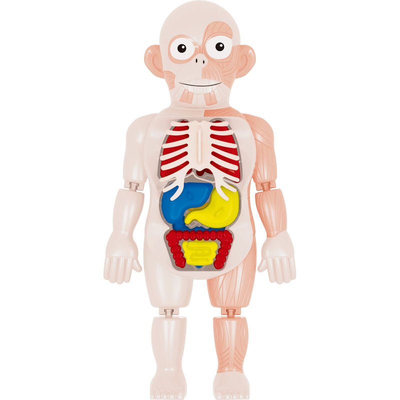 TU GIOCHI Modellino Corpo Umano Gioco Educativo 3+ – Shop On