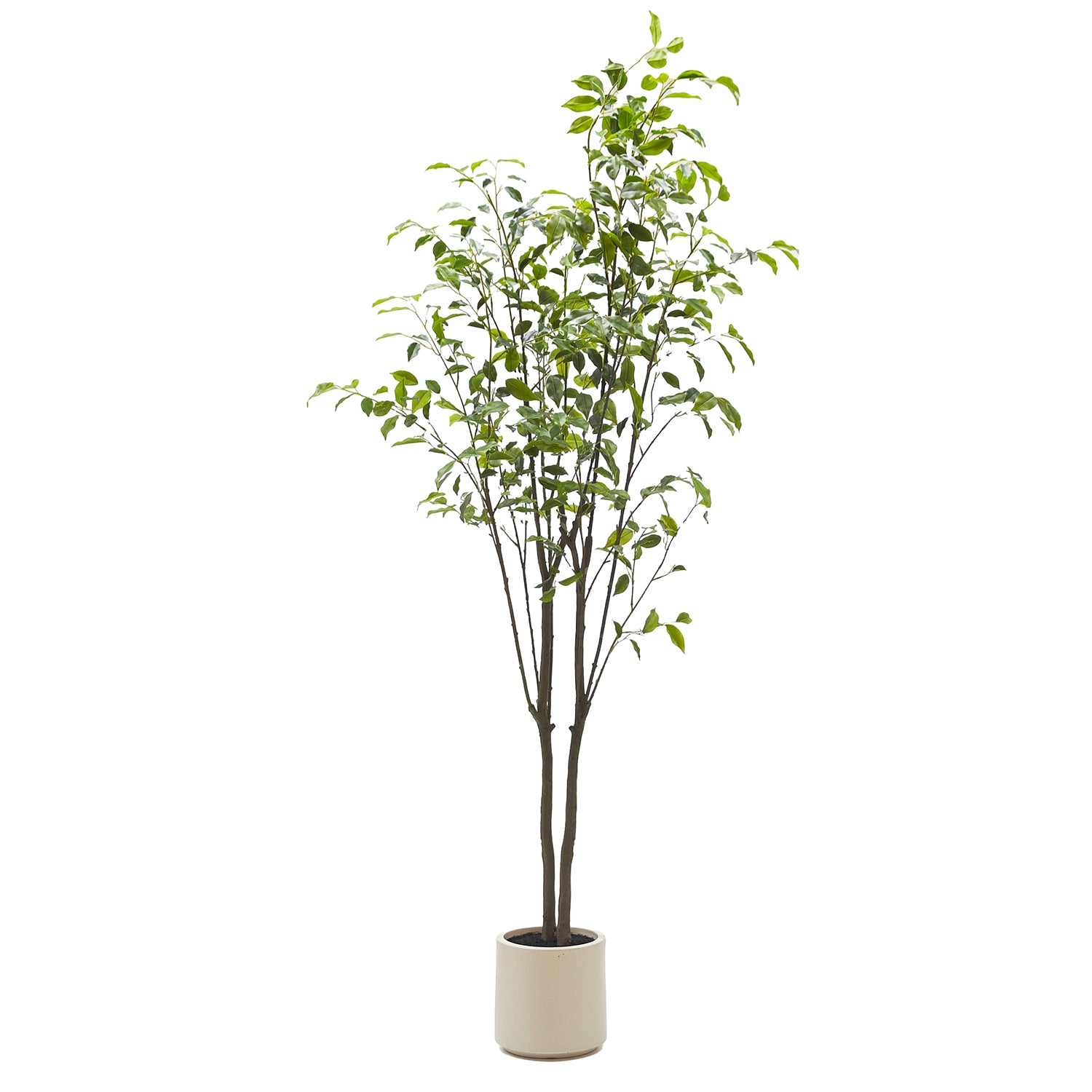 VESTIAMO CASA - Pianta Artificiale Ficus in vaso - h210 cm diametro 21 cm