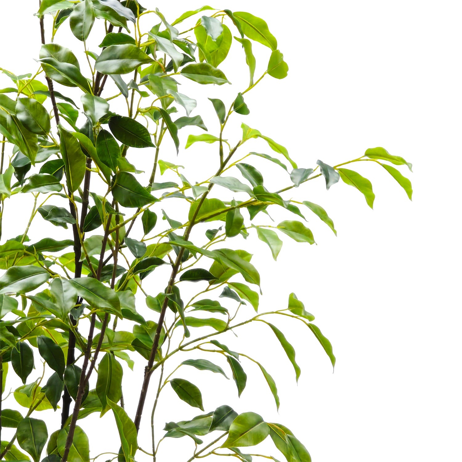 VESTIAMO CASA - Pianta Artificiale Ficus in vaso - h210 cm diametro 21 cm