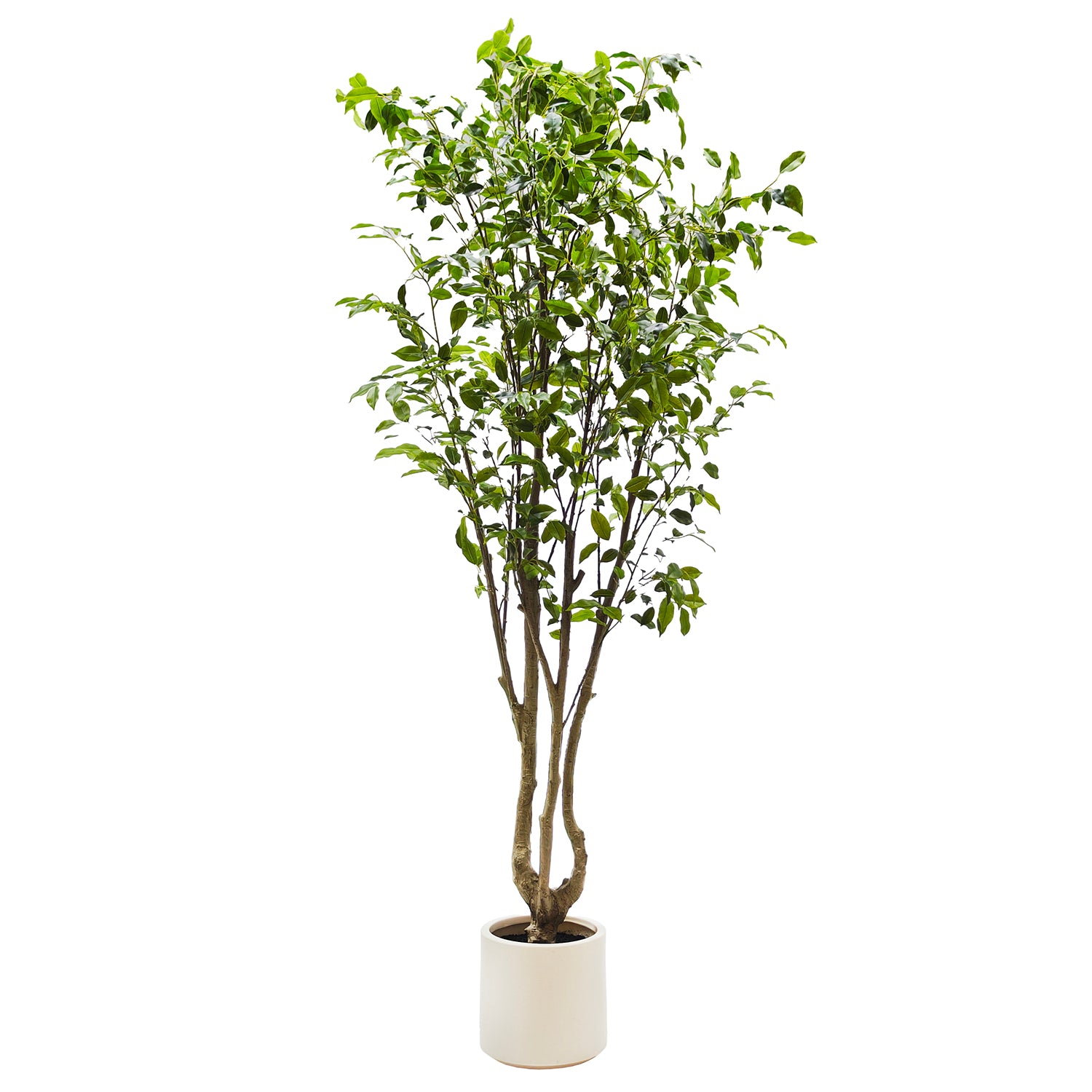VESTIAMO CASA - Pianta Artificiale Ficus in vaso - h240 cm diametro 26 cm