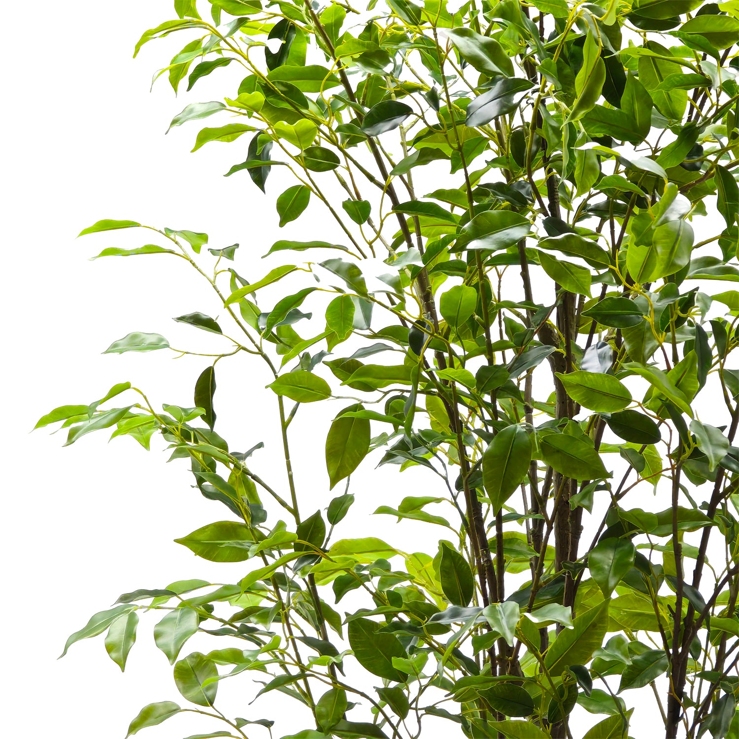 VESTIAMO CASA - Pianta Artificiale Ficus in vaso - h240 cm diametro 26 cm