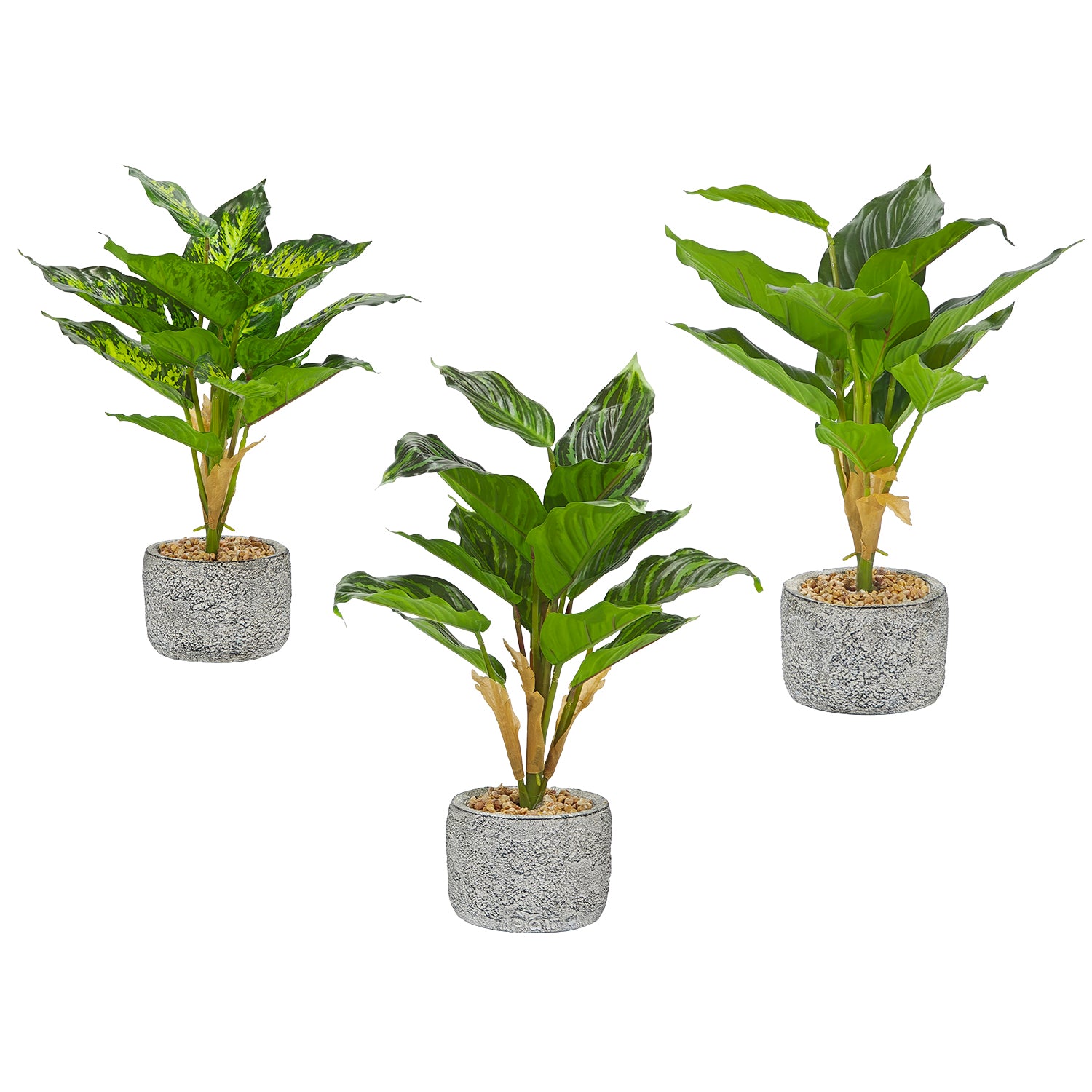 VESTIAMO CASA - Pianta artificiale Dieffenbachia in vaso - h32 cm diametro 11 cm