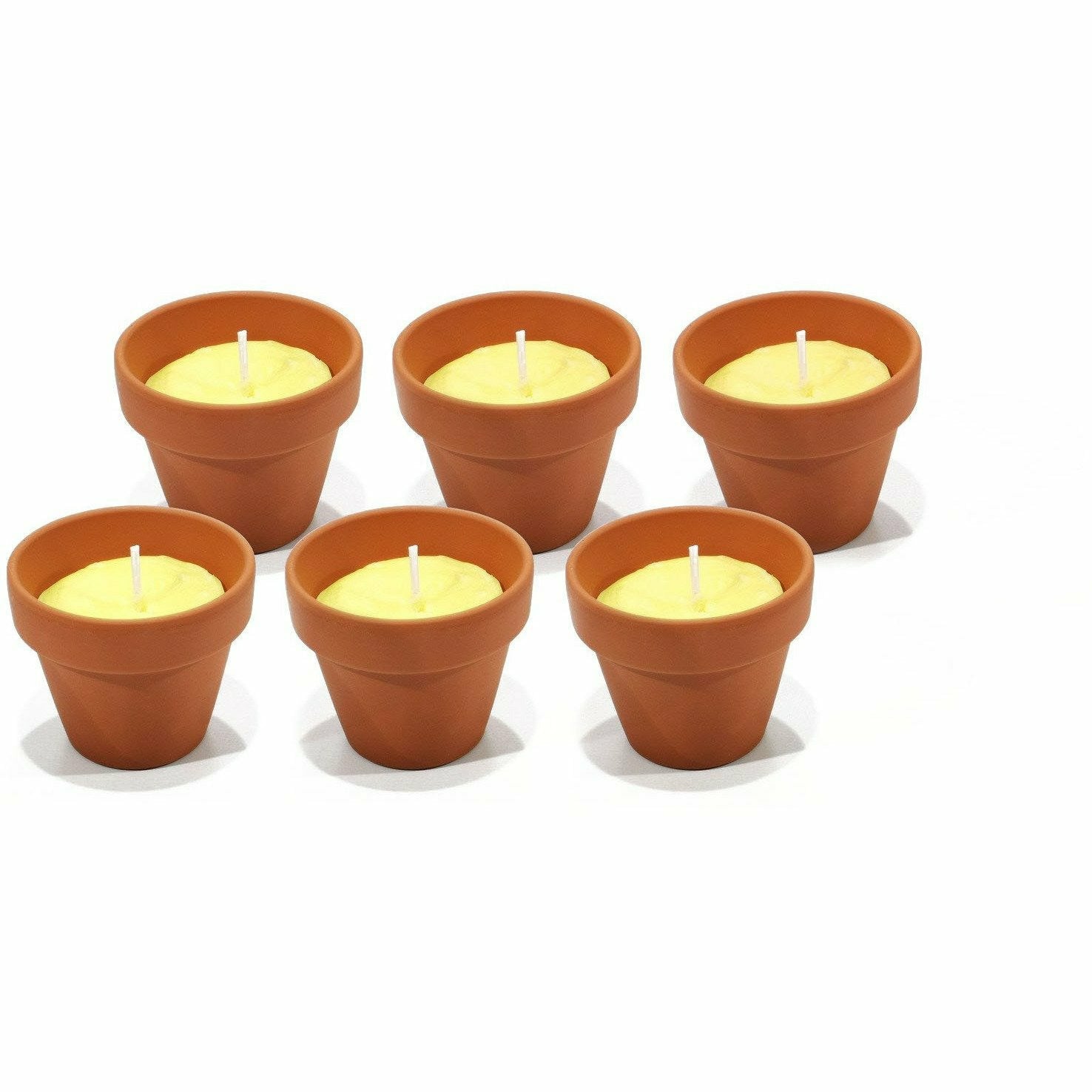 CITRONÈ - Citronella in vasetti terracotta 6 pezzi